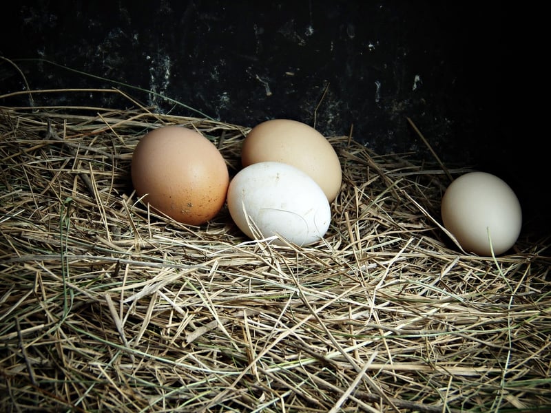 Farm-to-Table Delicacies